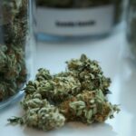 Cannabis in Jars