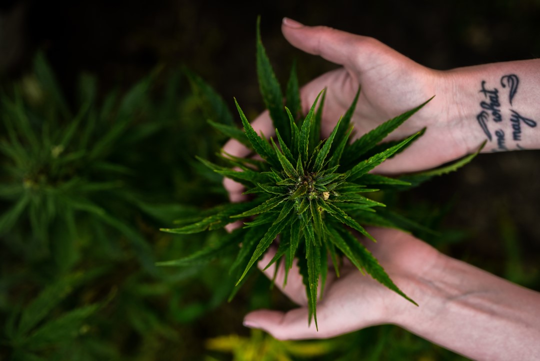 Hands holding cannabis plant